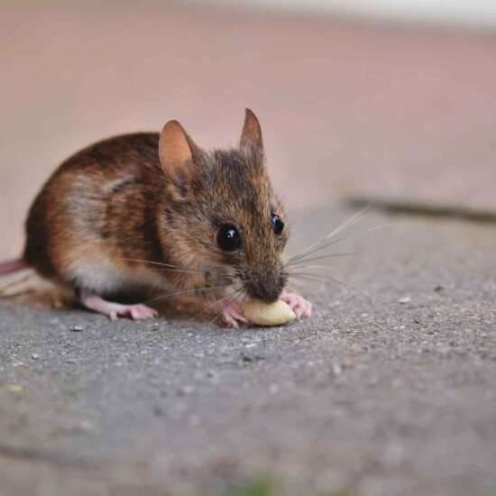 Cientistas alteram gene e fazem ratos “falarem” em estudo revolucionário
