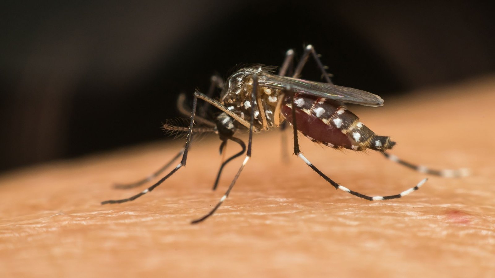 Prefeitura de Uberlândia decreta situação de emergência devido ao aumento de casos de dengue