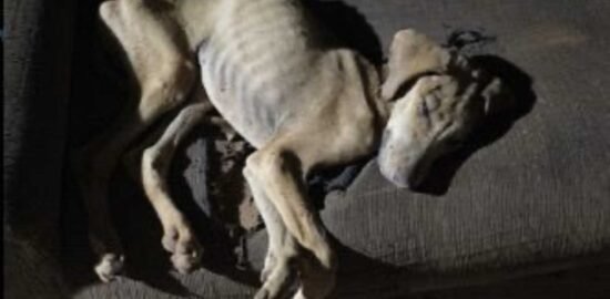 Polícia Civil indicia homem por maus-tratos após morte de cão em São Gotardo